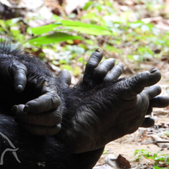 handen en voeten detail van de handen en voeten van chimpansees