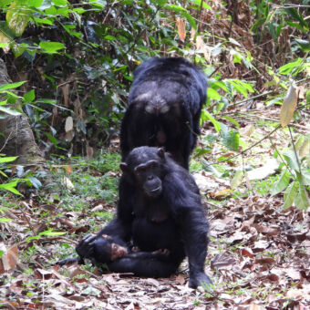 zittend op een bospad een moeder chimpansee met een kleintje liggend tussen haar benen en een mannetje die wegloopt het bos verder in