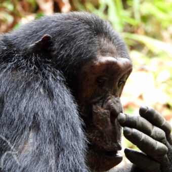detail opname van een chimpansee die naar beneden kijkt en met zijn vinger in zijn neus zit