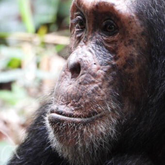 beautiful close up van een chimpansee aangezicht die naar links vrolijk kijkt met grijze haardjes rond zijn kin in Mahale Tanzania