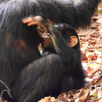 drinkende baby chimpansee Detail van een drinkende baby chimpansee bij zijn moeder Mahale mountains