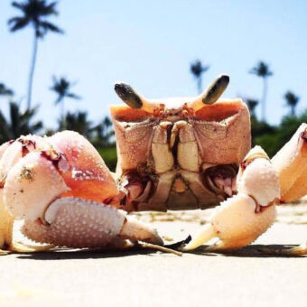 krab close up van een roze witte krab met rechthoekig hoof en zwarte oogjes op steeltjes op het strand