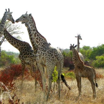 gamedrive grote groep stilstaande giraffen met twee kleintjes in het dorre gras met daarachter fris groene bomen bij Saadani Tanzania