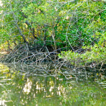 mangrove water met mangrove boomers en wortelen bij Saadani