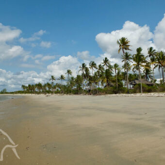strand geel wit strand bij Saadani met daarachter hoge palmbomen met daartussen rieten huisjes