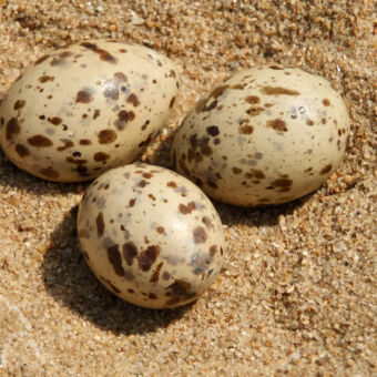 eieren drie eieren beige met bruine gespikkeld in een zandkuiltjes aan de oever van rivier bij Udzungwa