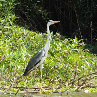 reiger Udzungwa egrit