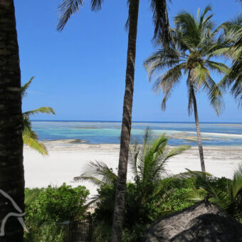 strand met palmbomen Tussen de palen doorkijkend op het witte strand en de indische oceaan die zich ver heeft teruggetrokken en een staalblauwe lucht