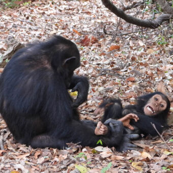 lachende chimpansee moeder chimpansee op de grond die speelt met haar kind en moet lachen mahale mountains tanzania chimpansee trekking
