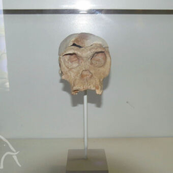 replica schedel Olduvai-kloof close up van een replica schedel die gevonden was bij de Olduvai kloof in het national museum dar-es-salaam