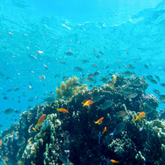 snorkelen Snorkelend kijkend onder water een enorme hoeveelheid en diversiteit van vissen in een blauwe zee met koraal bij Fanjove eiland Tanzania