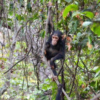 jonge chimpansee jIn de jungle een jonge chimpansee die hangt aan een liaan in Mahale Moutains