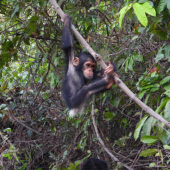 spelende chimpansee in de jungle aan een liaan een spelende jonge chimpansee