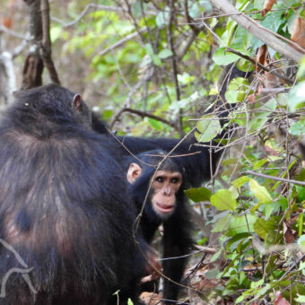moeder en kind chimpansee moeder chimpansee zittend met de rug naar je toe met een kleine chimpansee die onder de arm van de moeder het bos in kijkt Mahale Moutains