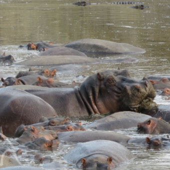 hippo pool in Katavi Volle poel met hippo's met daarachter nog een paar krokodillen in Katavi