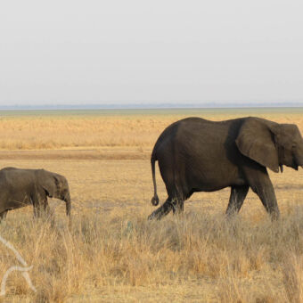moeder met kleine olifant over goudgele vlakte lopende baby olifant en moeder ervoor in Katavi Tanzania