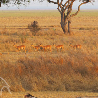 rijtje impala's groepje impala's lopend over een vlakte met dor gras en hier en daar een boom