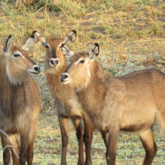 drie waterbokken die naar elkaar kijken en een je recht aankijkt