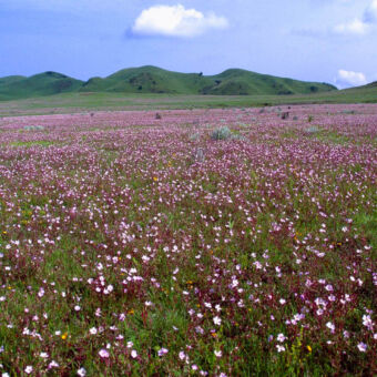 bloemenzee bloemenzee van paars met witte bloemen op een grote vlakte met daarachter heuvels in Kitulo Tanzania