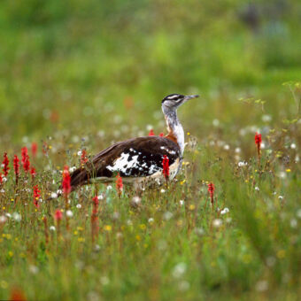 Denham bustard tussen allerlei gele en rode bloemen in het gras een Denham bustard