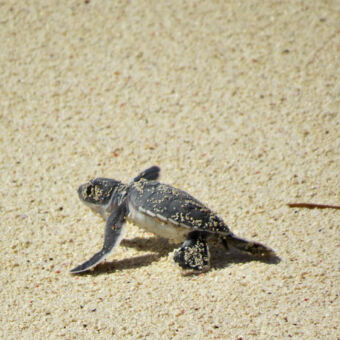 turtle kleine net uit het ei schildpadje lopen over het strand richting zee op Mafia Eiland