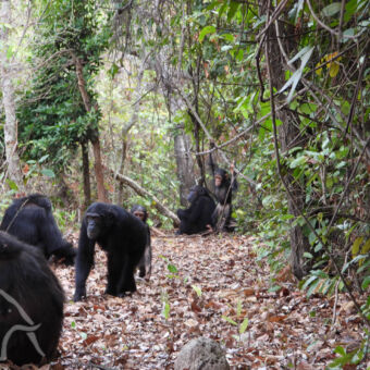grote groep chimpansees op een bospad grote groep volwassen en jonge chimpansees in de jungle van Mahale Mountains tijdens een chimpansee trekking Tanzania