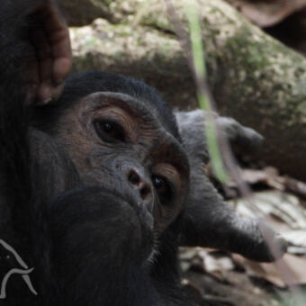 detail van liggende chimpansee je aankijkend