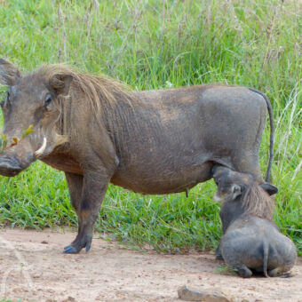drinkende pumba stilstaand naar ons kijkende puma met kleintje die ligt te drinken bij de moeder