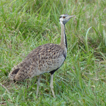 vogelspot paradijs vgrote vogels gevlekt met bruin en grijs op hoge poten en een lange nek met zwarte hals en korte dikke snavel