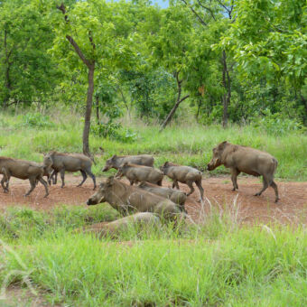 groep warthogs grote groep warthogs die lopen en drinken in een poel in een omgeving van gras en groene bomen