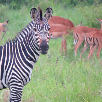 zebra voorste deel van een zebra die ons recht aankijkt met op de achtergrond in het gras impala's