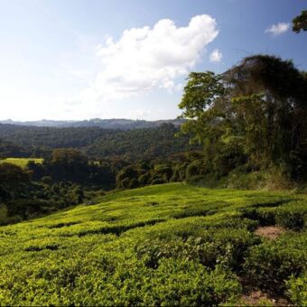 landschap theeplantage op een helling diep groen bij Mufindi highlands tanzania