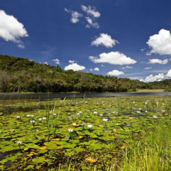 groen landschap waterlelies op het meer van Mufindi met aan de oevers dichte bebossing