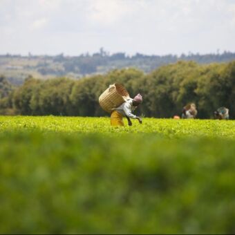 thee plantages vrouw met grote mand op de rug aan het theeplukken