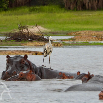 bootsafari hippo's in het water met een watervogel met lange ranke benen op de rug van een hippo en daar achter aan de over twee krokodillen in Nyerere
