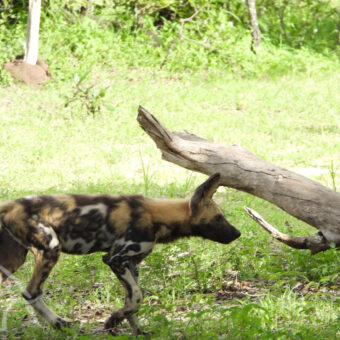op jacht wilde hond lopen op zoek naar voedsel in een groen landschap met wat boomstammen in Selous National Park