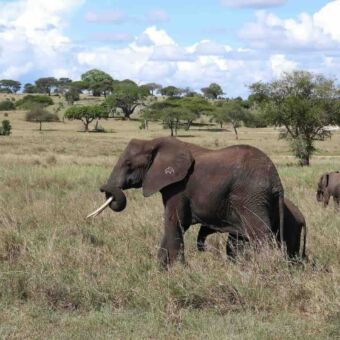olifanten op de savanne Olifanten op de savanne waarvan een zijn slurf gedraaid heeft om zijn slagtand