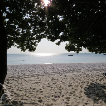 strand doorkijk tussen bomen aan het strand op de zee