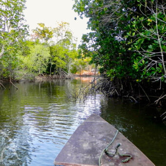 kanotocht mangrove vanaf de punt van de kano varend op een rivier door een mangrovebos bij Saadani tijdens een kanotocht