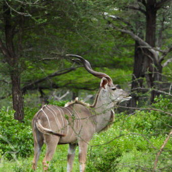 kudu mannetje kudu met grote gedraaide hoorns staand in een groene omgeving met bomen kudu in Nyerere