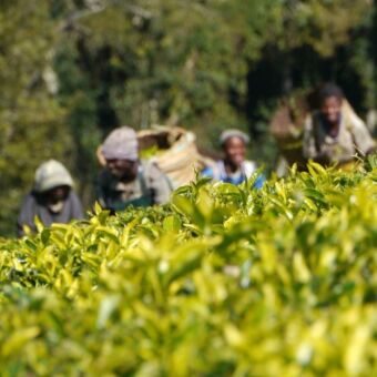 thee plukken theeplanten op de voorgrond met vaag daarachter vier mensen met manden op hun rug