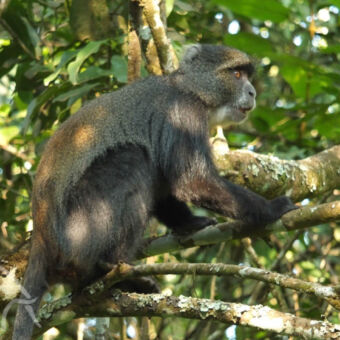 blue monkey Arusha national park aapje in de boom die voor zich uit kijkt