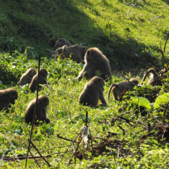 groep bavianen groep van foeragerende bavianen op de grond in groen gras