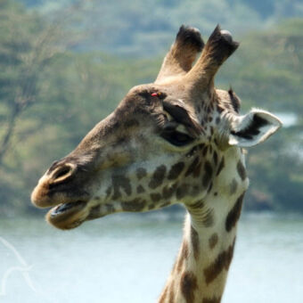 giraf met vogeltje close up van een giraf hoofd met daarop een ospikker die de parasieten eet
