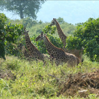 giraffen drie giraffen tussen het groene hoge gras en bomen in Arusha national park