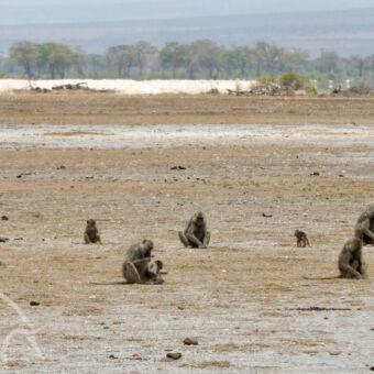 bavianen voedsel zoekende groep bavianen in een dorre droge omgeving met op de achtergrond groene bomen bij Enduimet west kilimanjaro