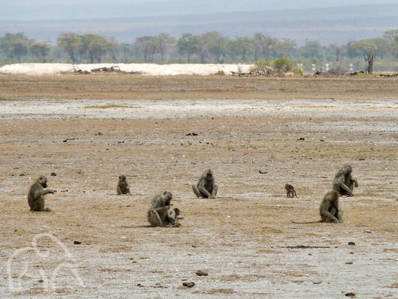 bavianen voedsel zoekende groep bavianen in een dorre droge omgeving met op de achtergrond groene bomen bij Enduimet west kilimanjaro