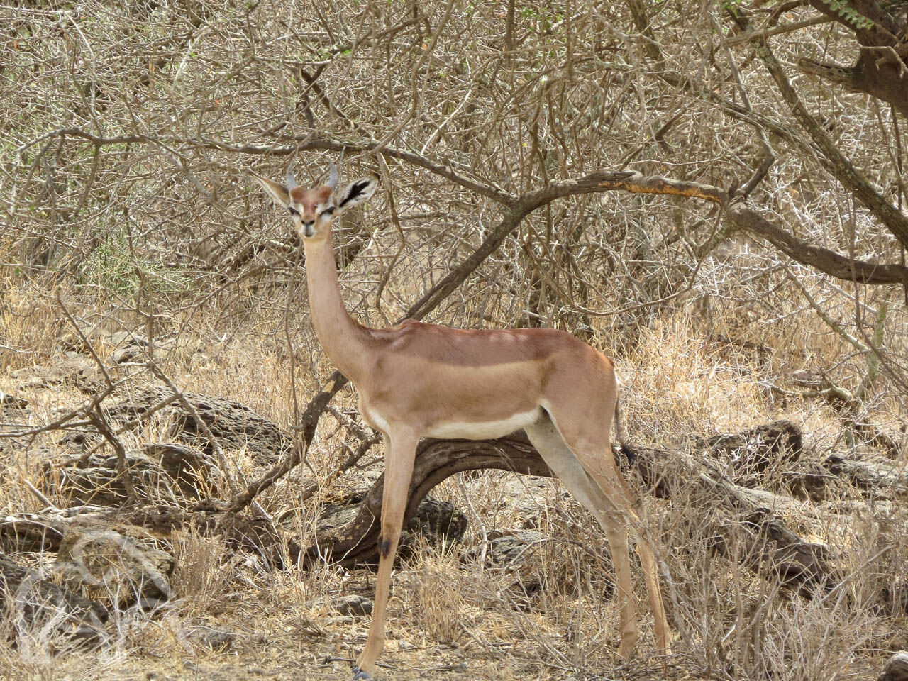 zeldzame generuk een poserende generuk antiloop ons aankijkend voor droge takken en struiken