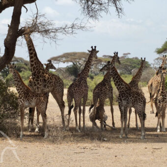 in dorre omgeving met groene bomen een groep giraffen met kleintjes in de schaduw
