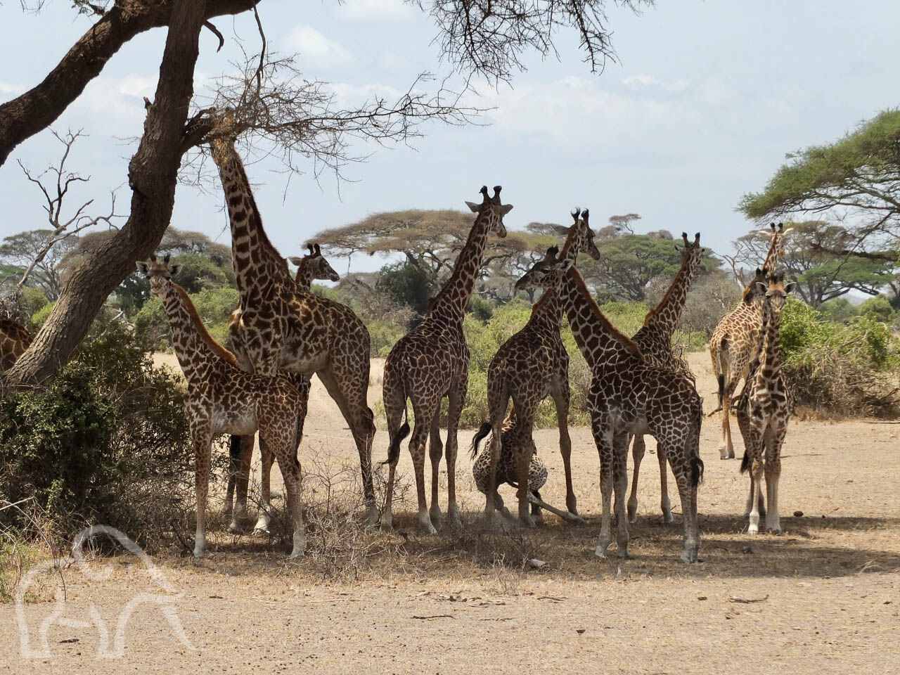 in dorre omgeving met groene bomen een groep giraffen met kleintjes in de schaduw